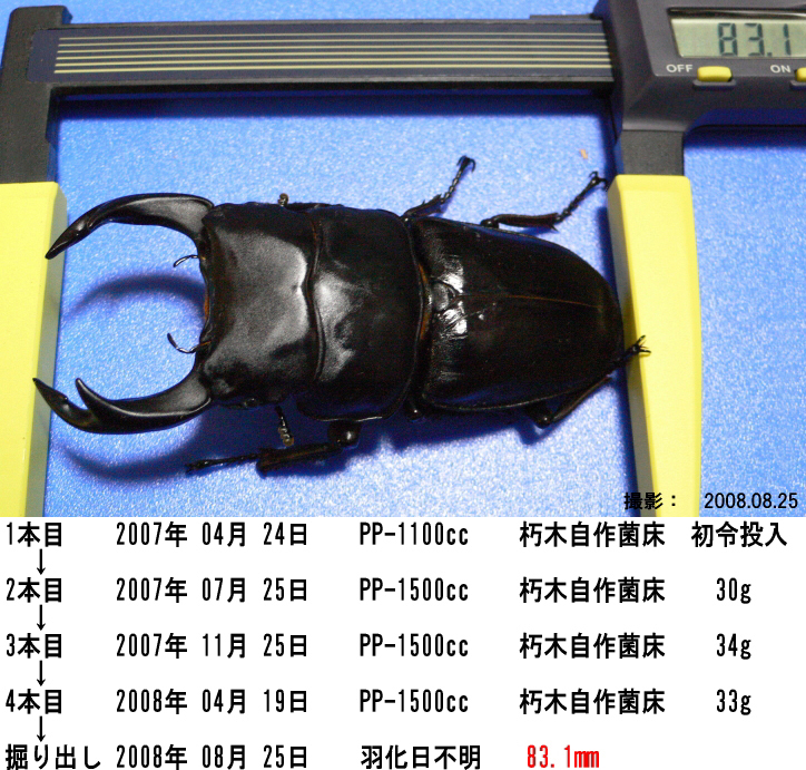 オオクワガタ,福岡県,久留米市,大善寺町産,83.1mm,Photo-04メイン