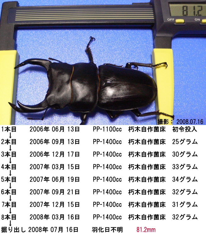 オオクワガタ,大分県,佐伯市,直川村産,81.2mm画像メイン