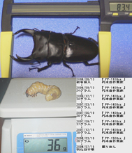 オオクワガタ,スモール画像,大分県,佐伯市,直川村産_08