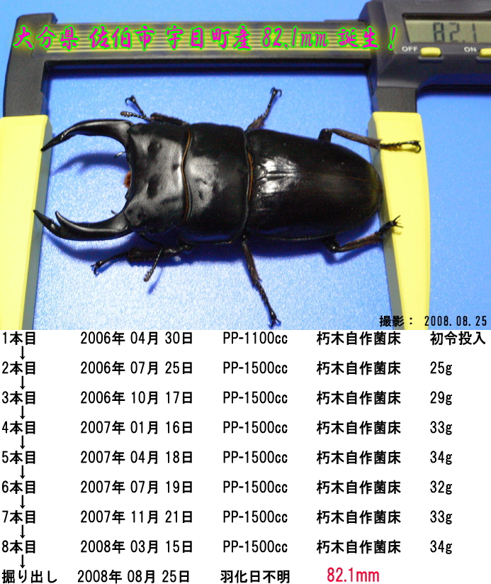 大分県,佐伯市,宇目町産,82.1mm,オオクワガタのメイン画像