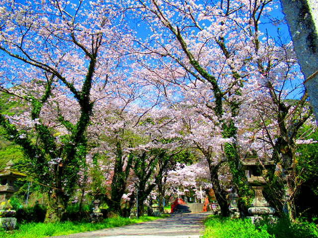 香下神社の桜が満開、小鳥のさえずり、小川のせせらぎ、天国にでも居る様な感覚を覚えます！