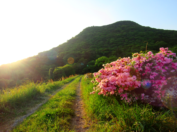 整備された登山道と花道公園は、江戸時代の1651年に、上拝田村、庄屋に在住していた『 安倍義知 』先生が着工し、長男である安倍義種が1666年に完成させた。