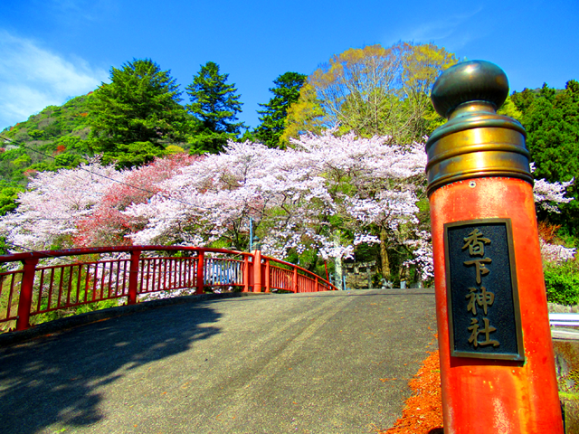 人里離れた場所に鎮座する、香下神社の桜『 満開の桜は素晴らしく、散り行く桜は美しい！』人は、一人も来なく、逆に自然界との一体感が得られ、幻想的で素晴らしい花見が出来ました！