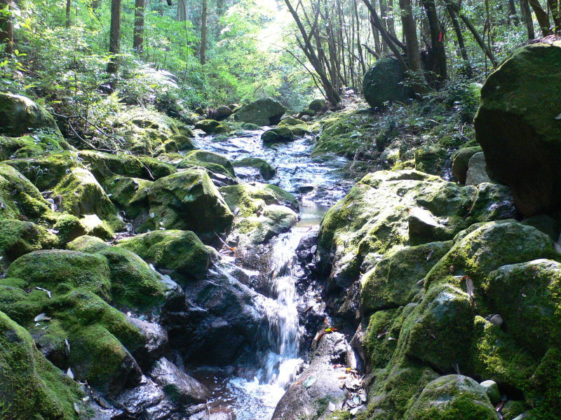 オオクワガタ,山の養分が豊富な水,採水地,菌匠作り,水が大切_メイン画像