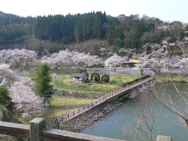 オオクワガタ,Abundant-Nature,地元、大分県の大自然、四季を楽しむ探索,Adventure-Story_04