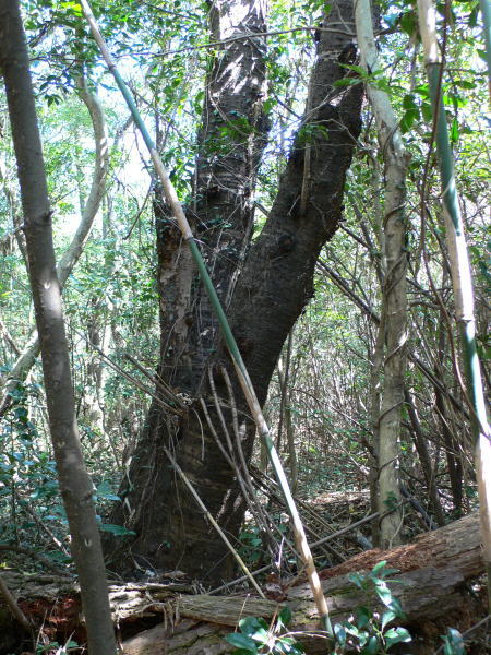 オオクワガタ,Abundant-Nature,地元、大分県の大自然、四季を楽しむ探索,Adventure-Story_04