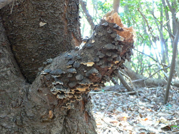 オオクワガタ,Abundant-Nature,地元、大分県の大自然、四季を楽しむ探索,Adventure-Story_04