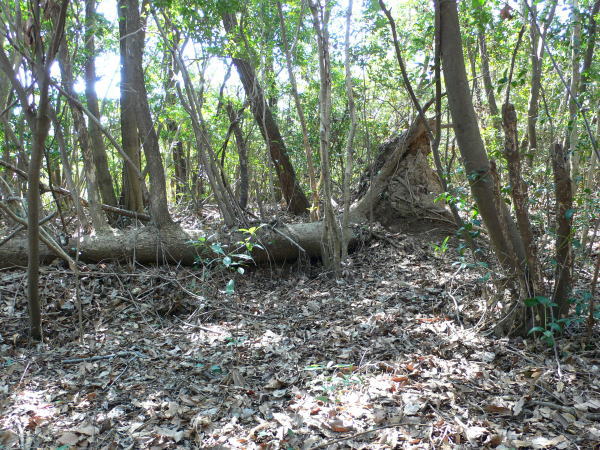 オオクワガタ,Abundant-Nature,地元、大分県の大自然、四季を楽しむ探索,Adventure-Story_04