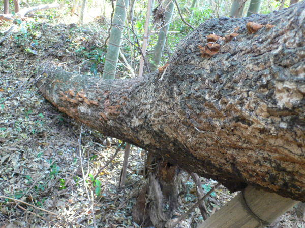 オオクワガタ,Abundant-Nature,地元、大分県の大自然、四季を楽しむ探索,Adventure-Story_04