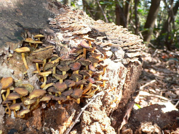 オオクワガタ,Abundant-Nature,地元、大分県の大自然、四季を楽しむ探索,Adventure-Story_04